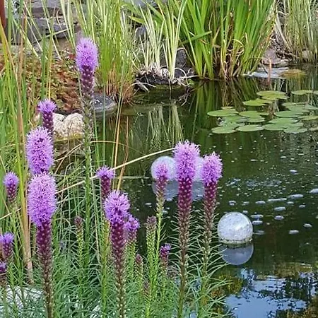 Zur Koenigslay Semesterbostad Bullay